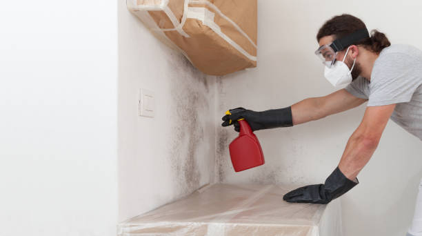 Professional Black Mold Remediation technician working in Cross Fork, PA