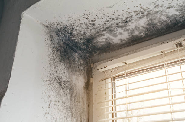 Affordable Black Mold Remediation solutions in Cross Fork, PA